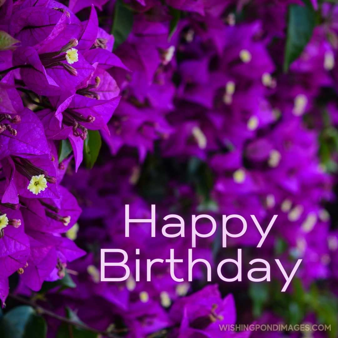 Purple bougainvillea flowers. Happy Birthday Purple Flower Images